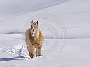 Haflinger horse neighs in mountain meadows full of snow