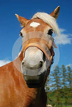 Haflinger horse portrait