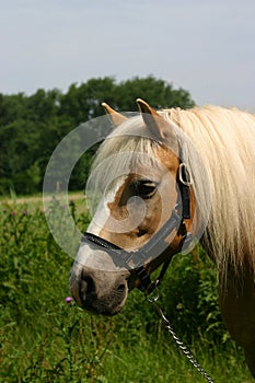 Haflinger horse portrait