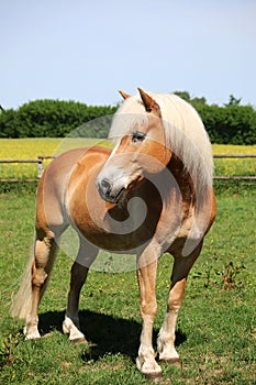 Haflinger horse portrait