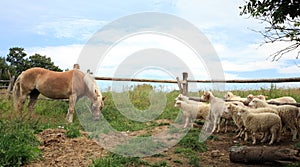 Haflinger horse and Skudde sheeps.