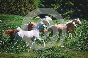 Haflinger horses free in mountain meadows