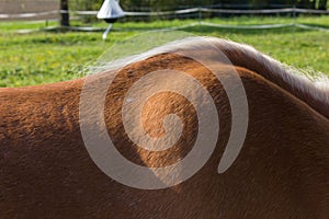 haflinger horses on green field