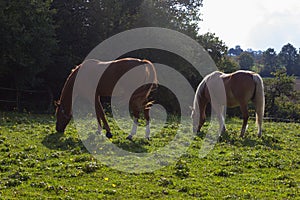 haflinger horses on green field