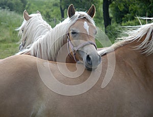 Haflinger horses III