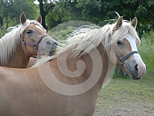 Haflinger horses IV