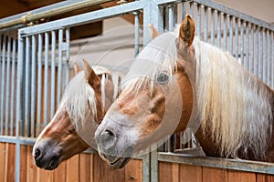 Haflinger horses in stable