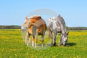 Haflinger and Knabstupper horse on a meadow.