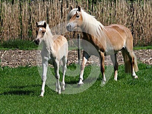 Beautiful Mare and Foal