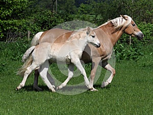 Beautiful Mare and Foal