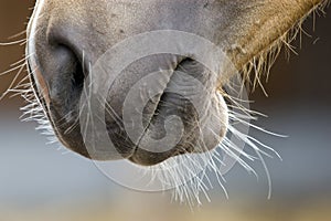 Haflinger-mouth
