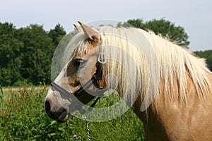 Haflinger pony