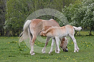 Haflinger pony mare with foal