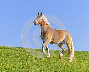 Haflinger Pony in trot on a green field. Bavaria, Germany