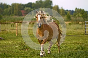 Haflinger troting across a meadow
