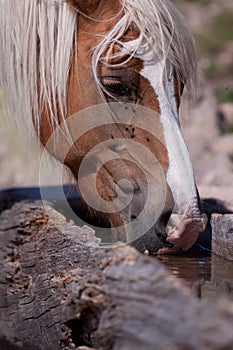 Haflinger at the Watering place