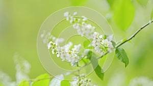 Hagberry or mayday tree or prunus padus, in full bloom. Tree with white fragrant flowers. Slow motion.