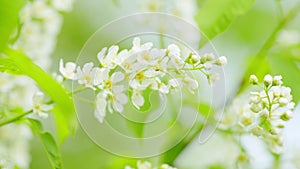 Hagberry or mayday tree or prunus padus, in full bloom. Tree with white fragrant flowers. Slow motion. photo