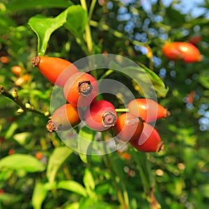 Hagebutte,hagebutte, Rose hip, the healthy fruits of the rose, likes to drink as a tea a versatile medicinal plant