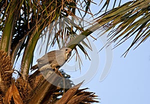 Hagedisbuizerd, Lizard Buzzard, Kaupifalco monogrammicus