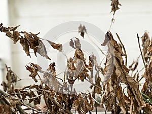 Haggard tree, the background is a wall