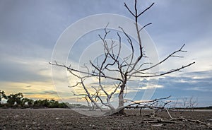 Haggard tree On dry land