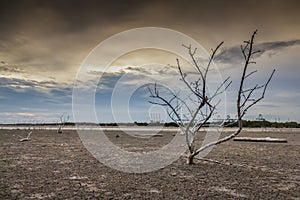 Haggard tree On dry land