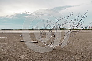 Haggard tree On dry land