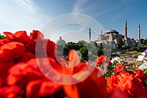 Hagia Sophia Ayasofya museum, landmark of  Istanbul city in Turkey in summer season