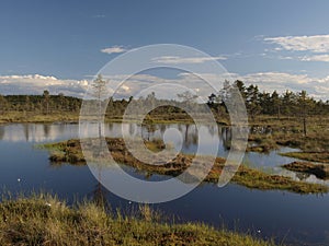 Hags in a marsh photo