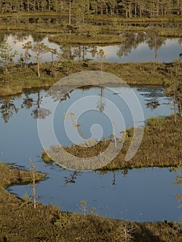 Hags in a marsh