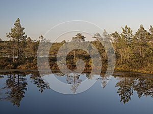 Hags in a marsh photo