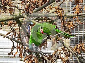 Hahn`s macaw parrot outside in an aviary enjoying sunshine.