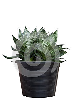 Hahnii, Bowstring Hemp, Devil Tongue, Mother-in-lawÃ¢â¬â¢s Tongue or Snake Plant in black plastic pot isolated on white background.