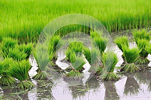 Hai style rice growth