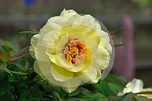 Haihuang Peony Paeonia suffruticosa Andr.