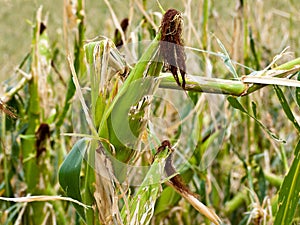 Hail damage. Kinked maize to hail