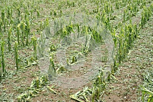 Hail damage on maize