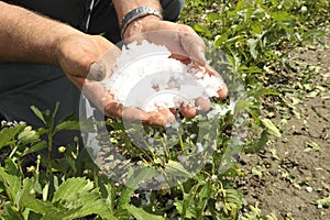 Hail damage in salad crops
