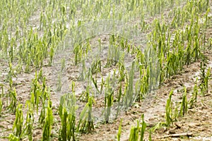 Hail damaged corn field - Storm disaster