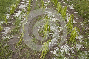 Hail disaster damaged corn field - Storm disaster