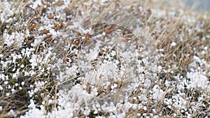 Hail fall on the grass, small hail close up. Storm in iceland