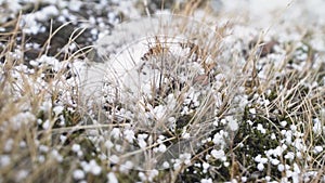 Hail fall on the grass, small hail close up. Storm in iceland