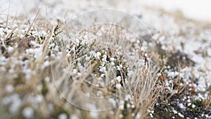 Hail fall on the grass, small hail close up. Storm in iceland