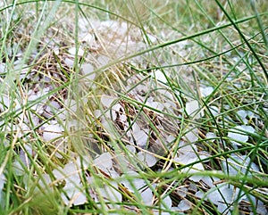 Hail in the grass, green grass covered with hail