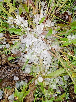 Hail in the grass, green grass covered with hail