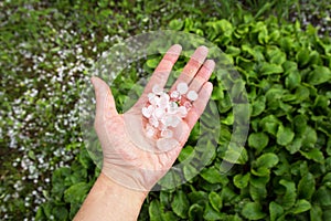 Hail after hailstorm in the palm of hand. Ice balls after summer tunderstorm