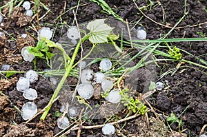 Hail ice balls in vineyard