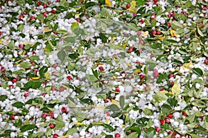 Hail ice Damage to a Crab Apple Tree