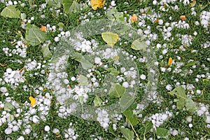 Hail ice pellets with fallen leaves on grass